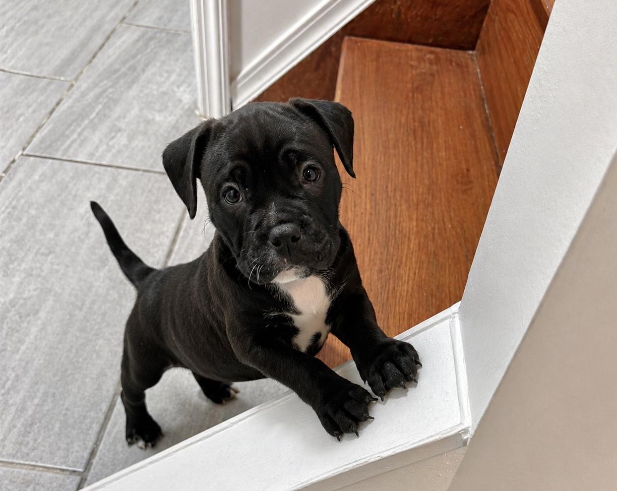 Enlarge Cashmere, a Adoptable mixed breed in Copiague, NY image 2/3