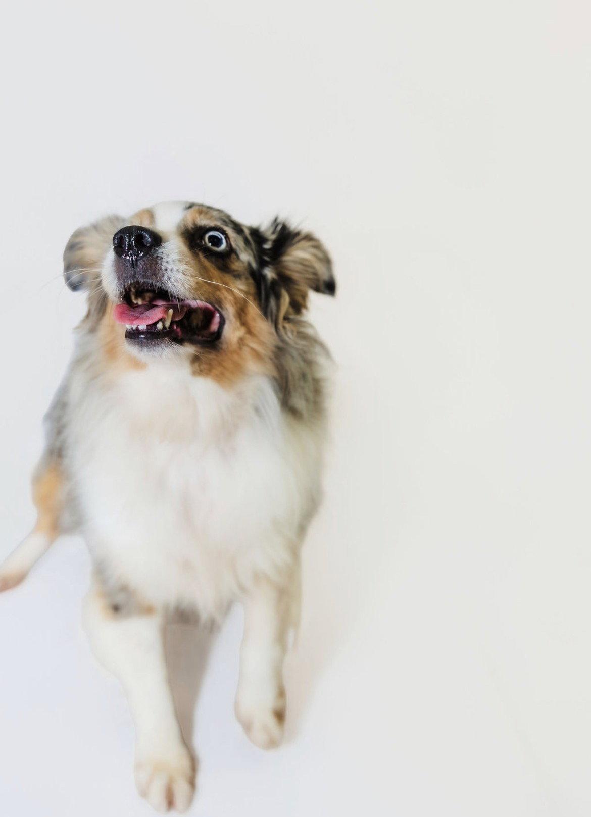 Enlarge Jenny, a Adoptable Australian Shepherd in York, SC image 1/3