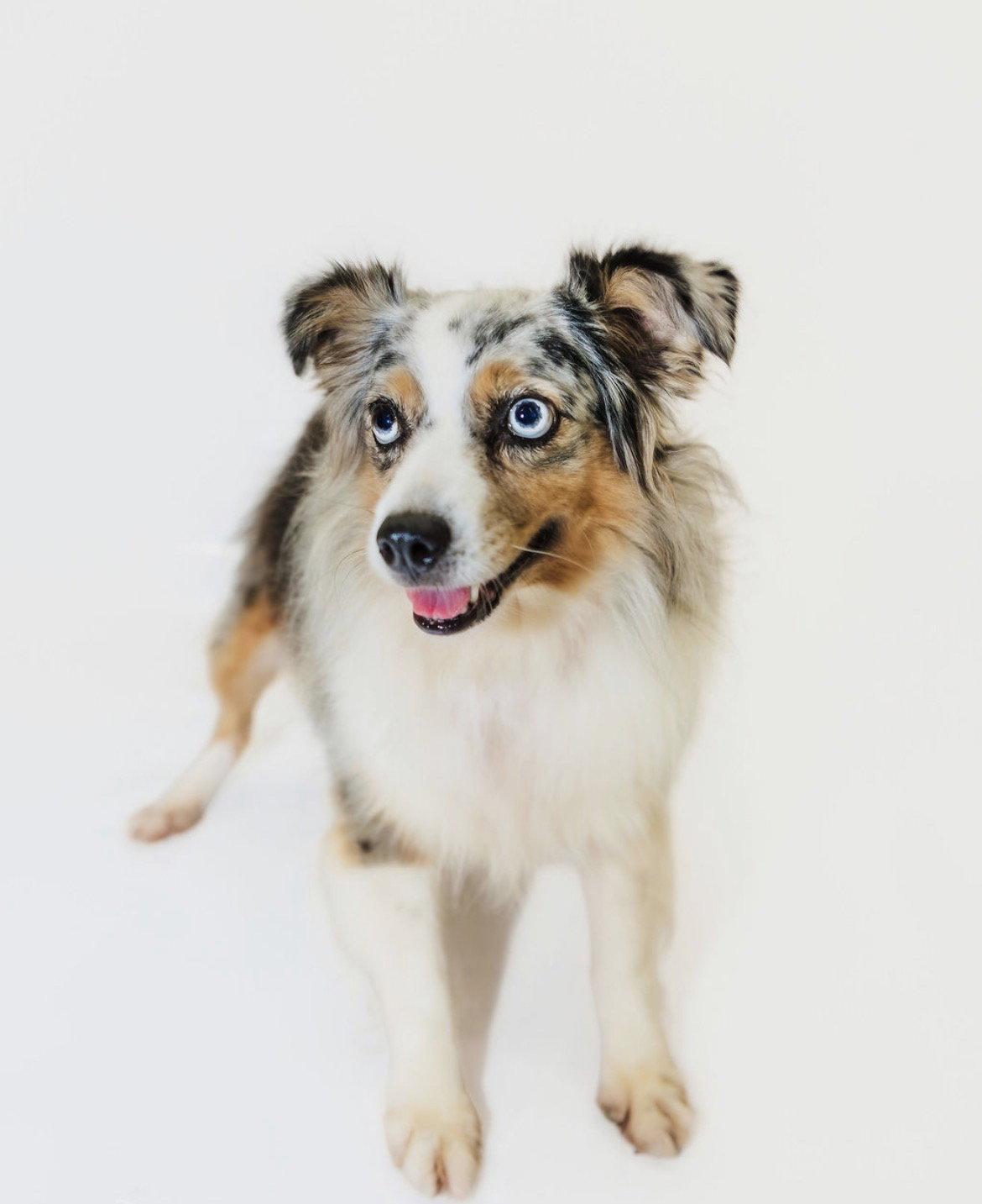 Enlarge Jenny, a Adoptable Australian Shepherd in York, SC image 2/3