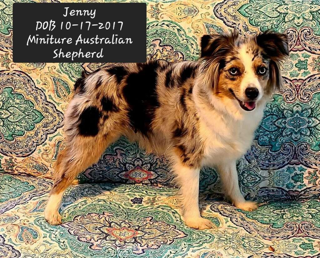 Enlarge Jenny, a Adoptable Australian Shepherd in York, SC image 3/3
