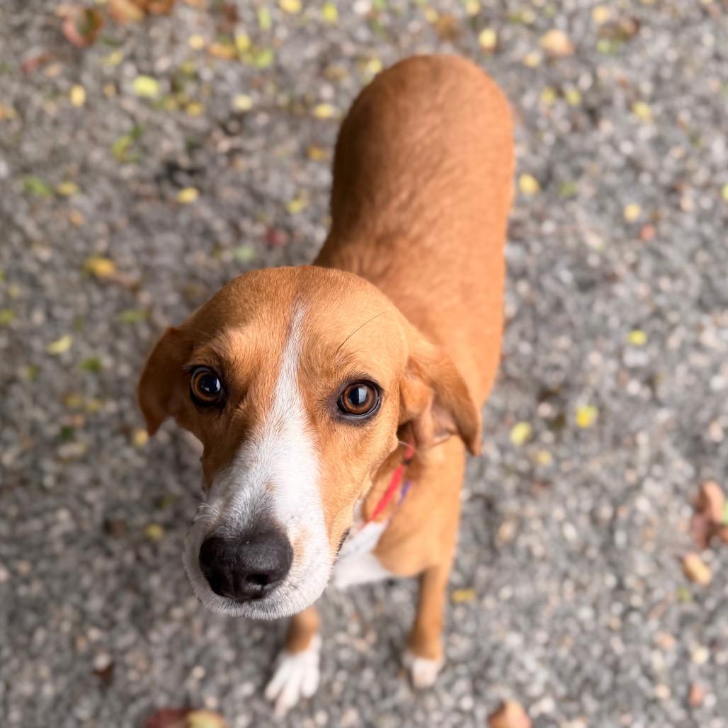 Ruby, Adoptable, Adult Female Mixed Breed.