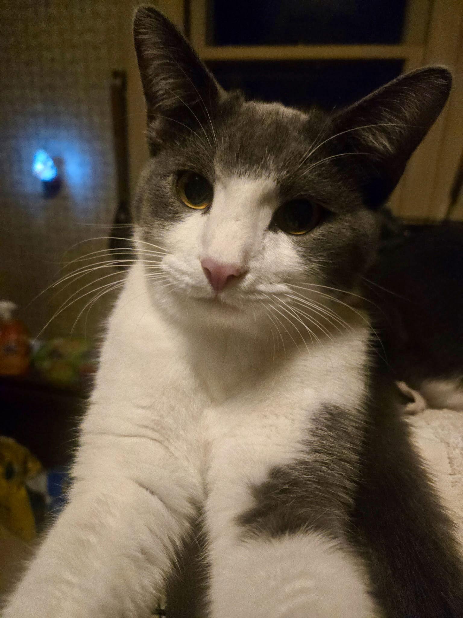 Enlarge Johnny (w/ Kendalyn), a Adoptable Domestic Short Hair in Stewartsville, NJ image 1/3