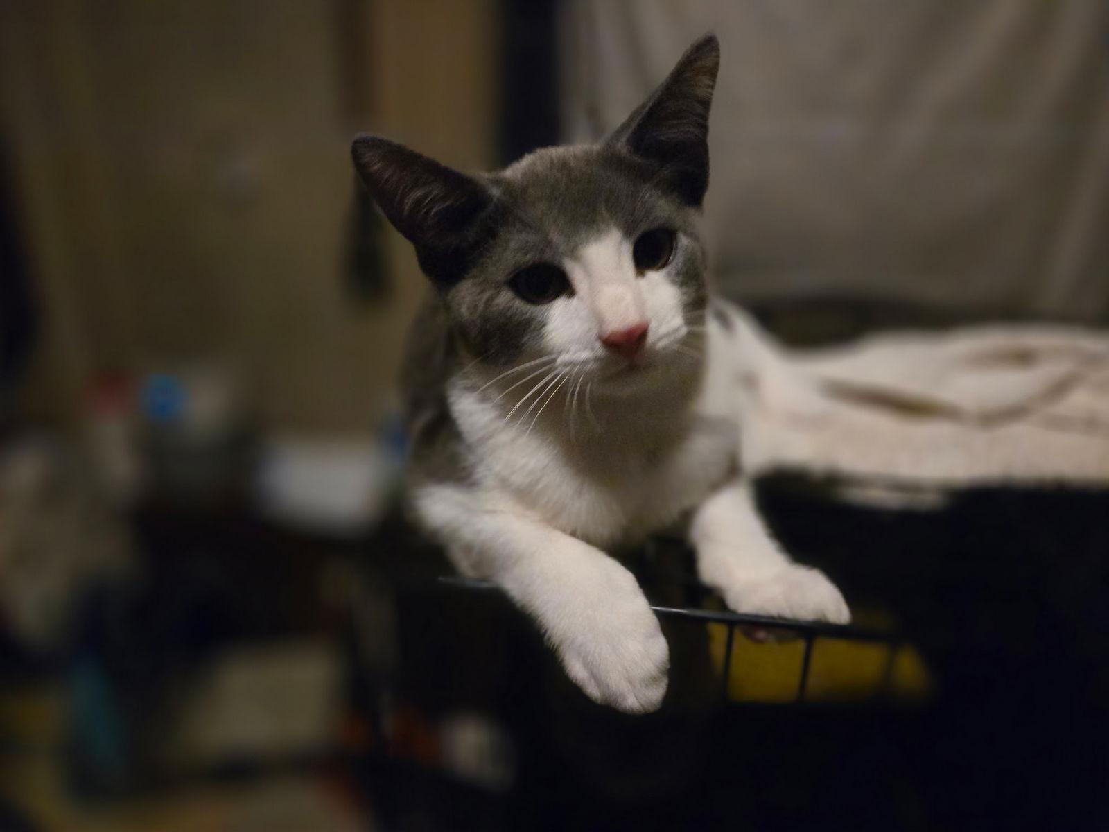 Johnny (w/ Kendalyn), Adoptable, Kitten Male Domestic Short Hair.