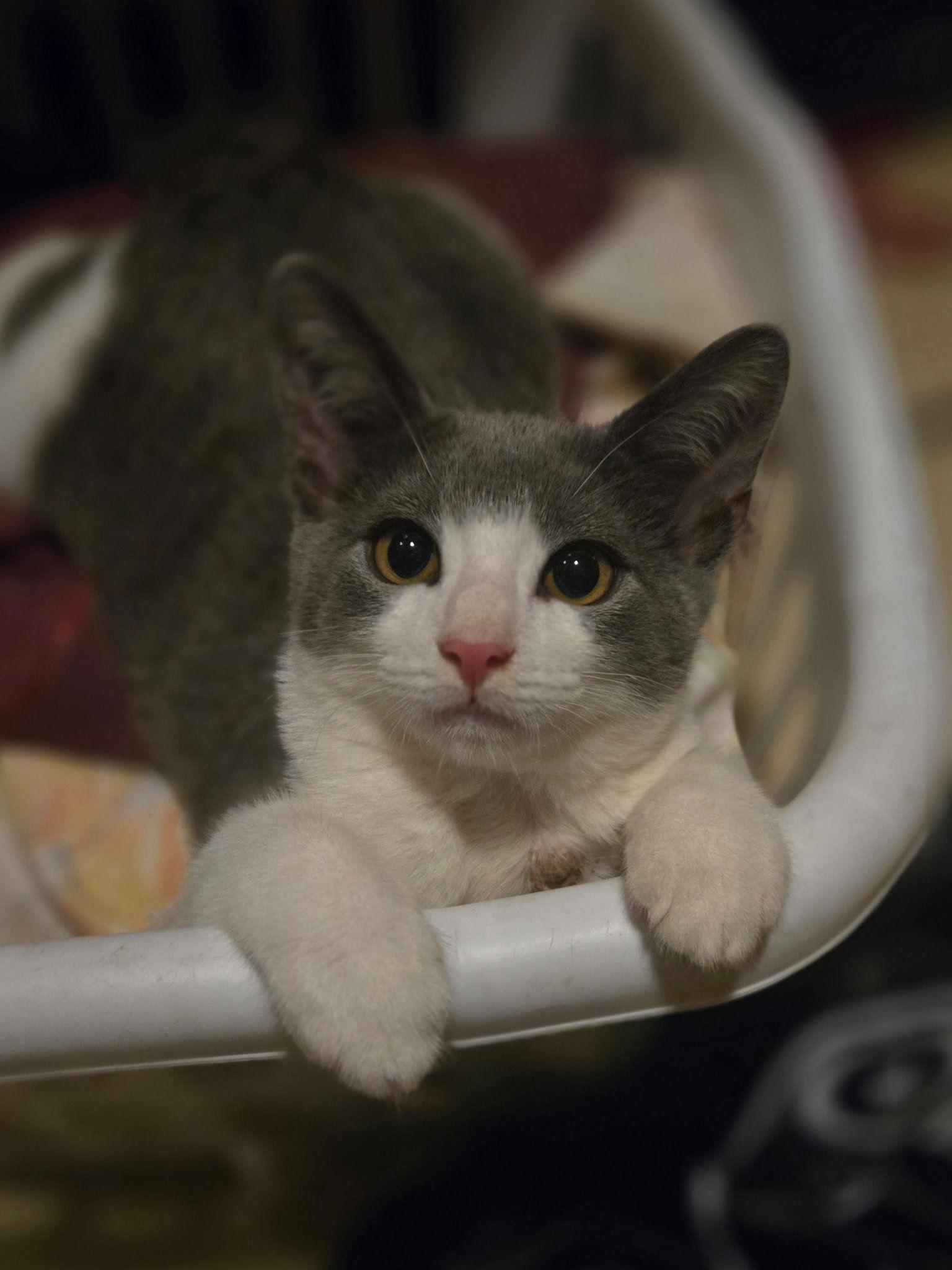 Johnny (w/ Kendalyn), a Adoptable Domestic Short Hair in Stewartsville, NJ image 2/3