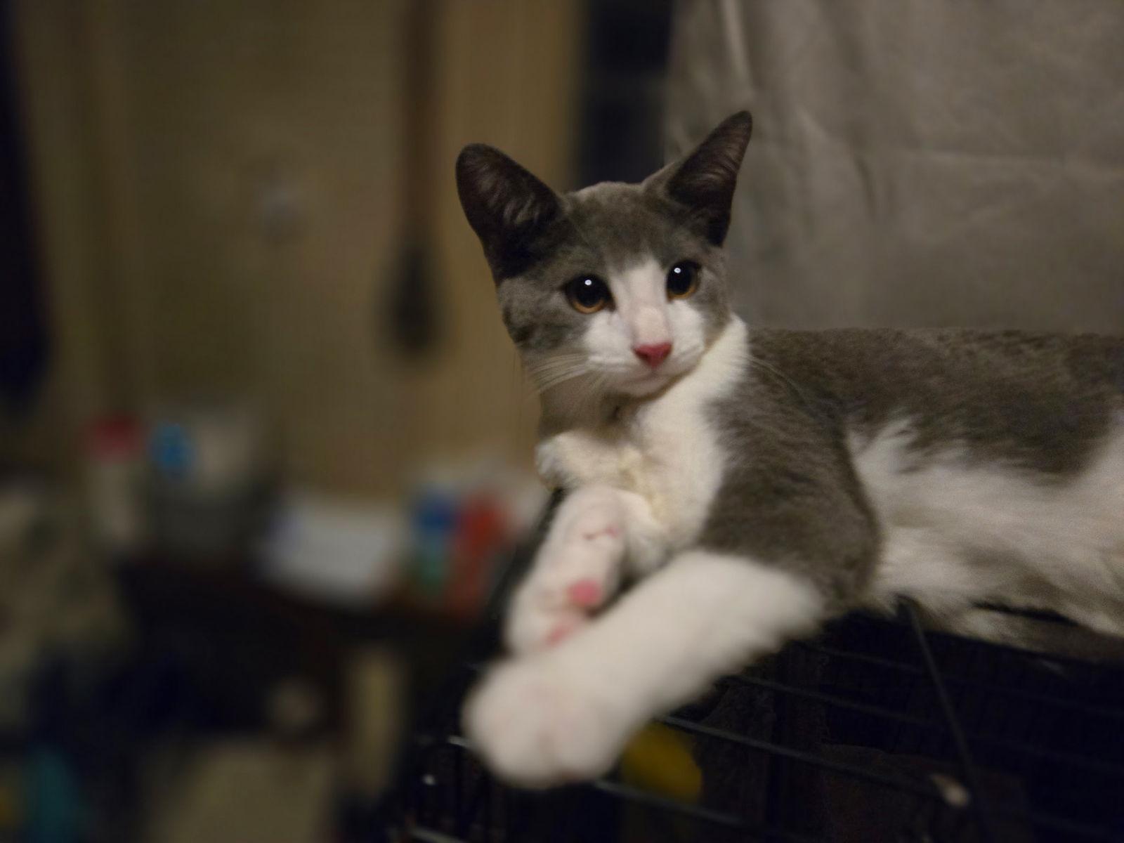 Johnny (w/ Kendalyn), a Adoptable Domestic Short Hair in Stewartsville, NJ image 3/3