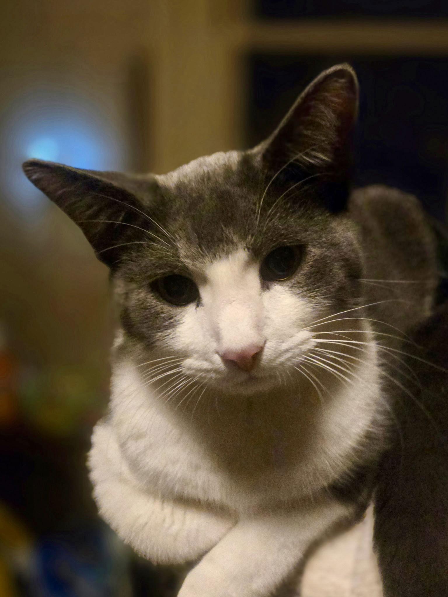 Enlarge Johnny (w/ Kendalyn), a Adoptable Domestic Short Hair in Stewartsville, NJ image 3/3