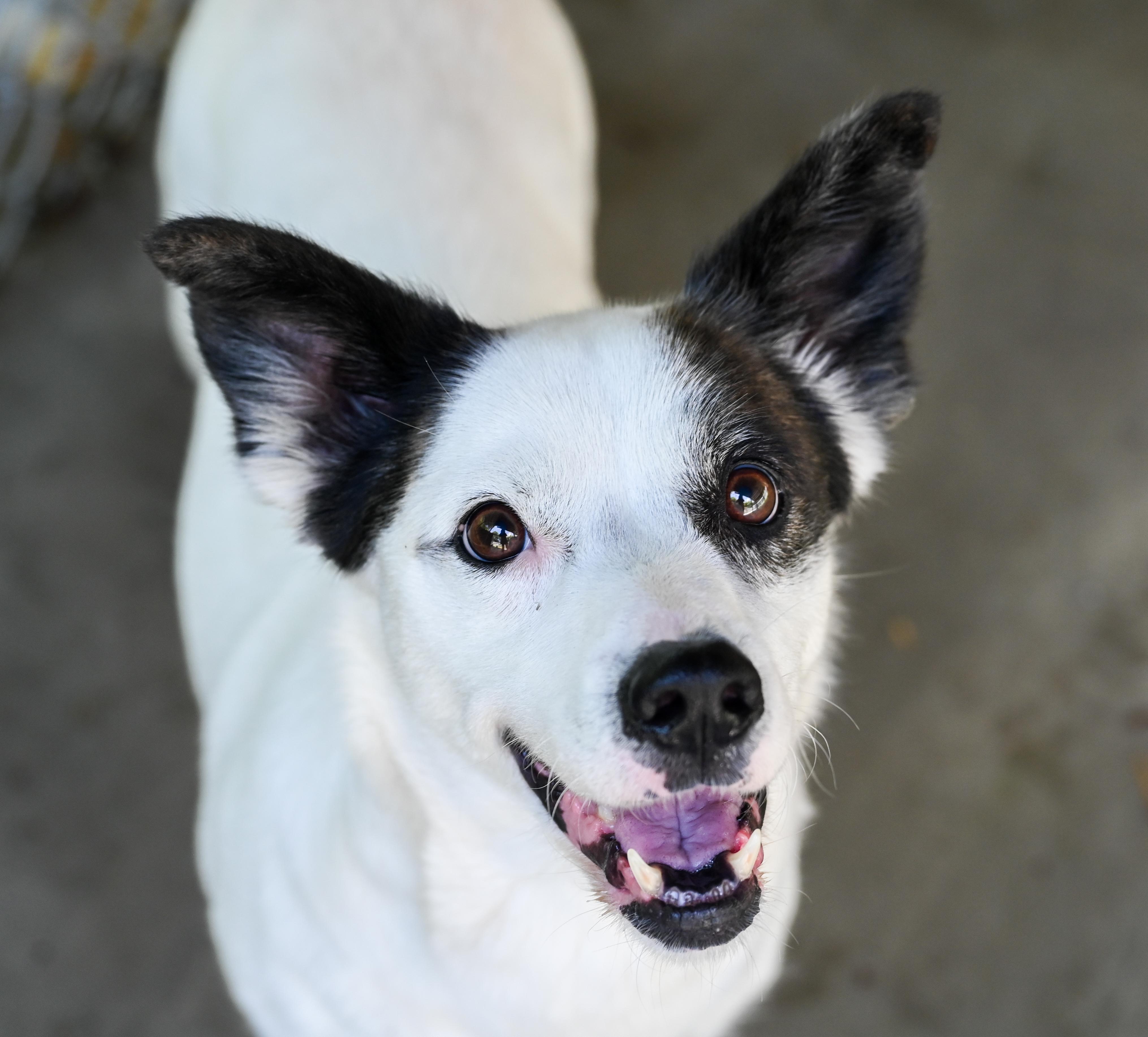 Enlarge Mama Goose, a ADOPTABLE mixed breed in Chattanooga, TN image 2/4