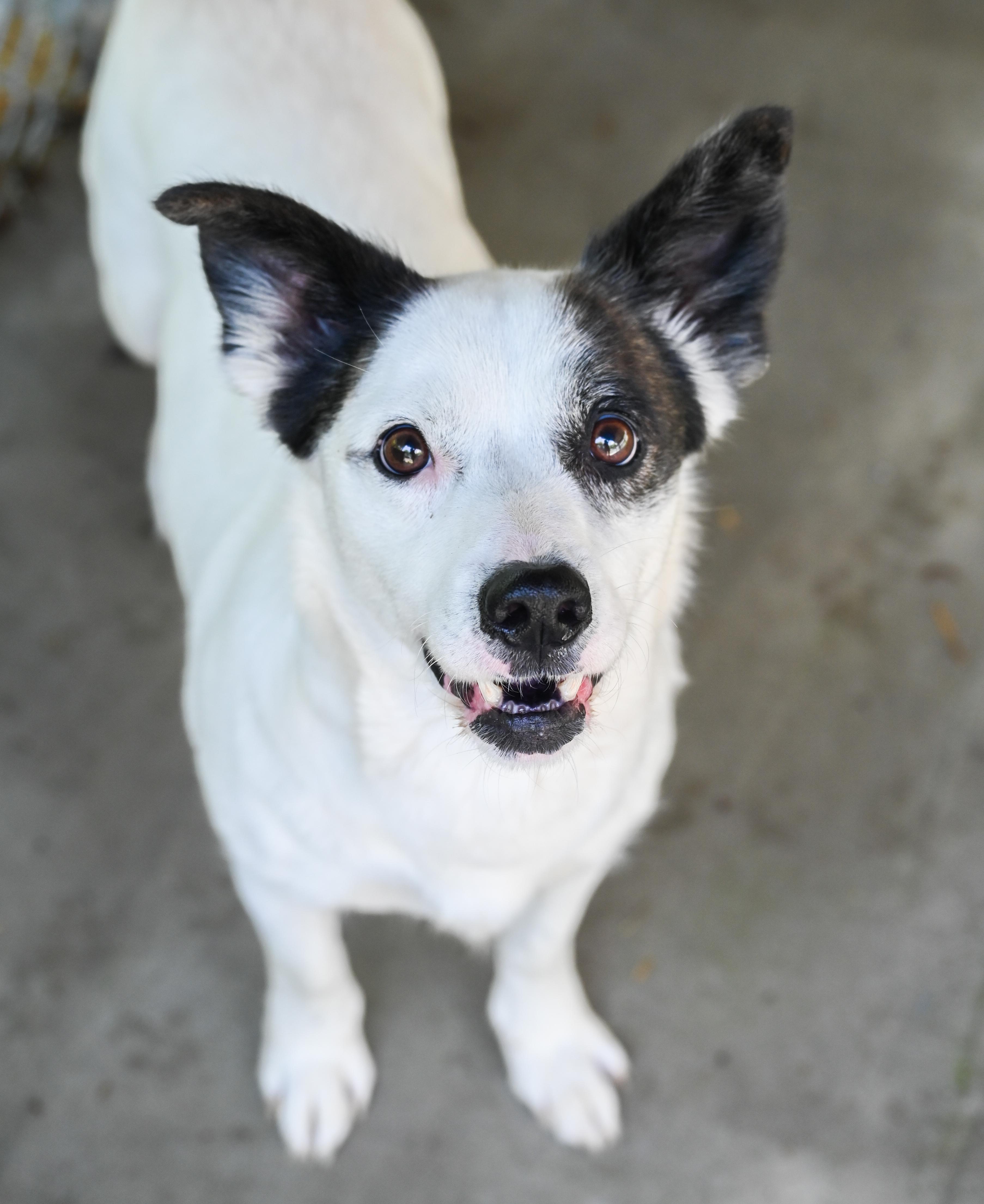 Enlarge Mama Goose, a ADOPTABLE mixed breed in Chattanooga, TN image 3/4
