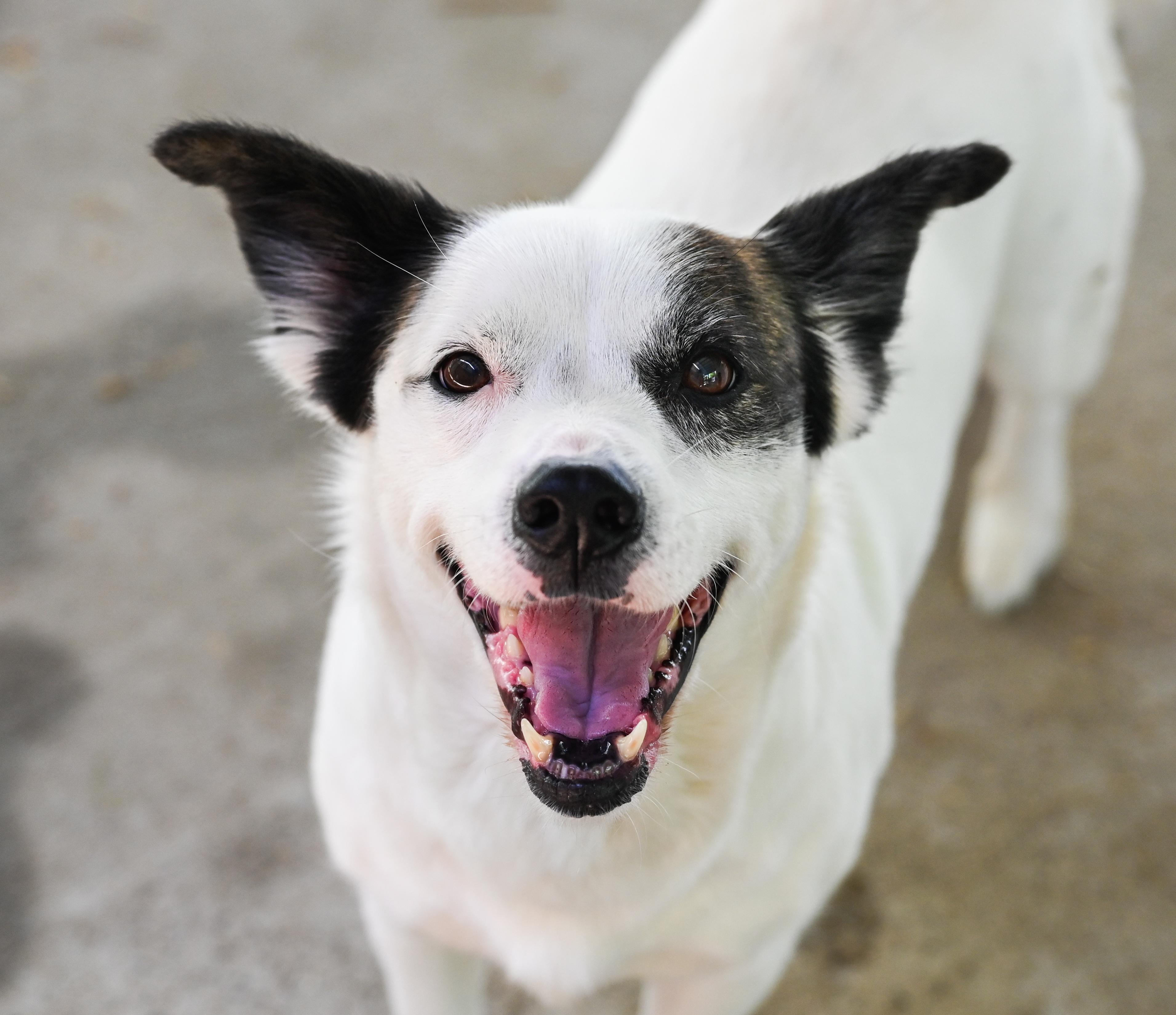 Mama Goose, ADOPTABLE, Adult Female Terrier.
