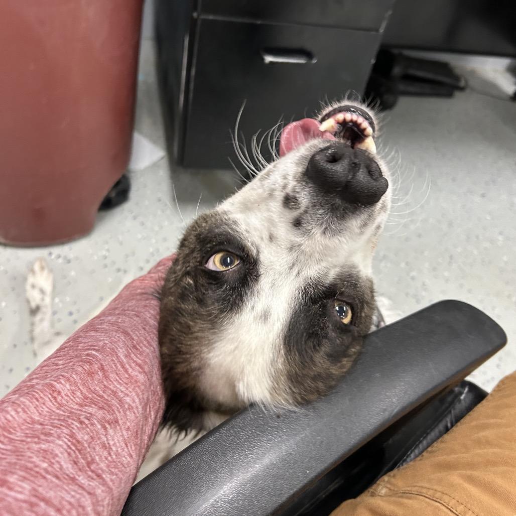 Taloni, Adoptable, Adult Female Australian Shepherd & Mixed Breed.