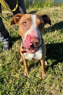 Enlarge Pink (Pinkalicious), a Adoptable Pit Bull Terrier in Reedsport, OR image 1/6
