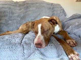 Enlarge Pink (Pinkalicious), a Adoptable Pit Bull Terrier in Reedsport, OR image 5/6