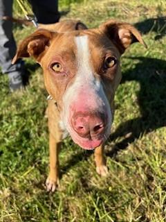 Enlarge Pink (Pinkalicious), a Adoptable Pit Bull Terrier in Reedsport, OR image 3/6