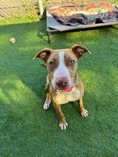 Enlarge Pink (Pinkalicious), a Adoptable Pit Bull Terrier in Reedsport, OR image 5/6