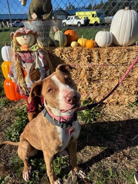 Pink (Pinkalicious), an adoptable Pit Bull Terrier in Reedsport, OR, 97467 | Photo Image 2