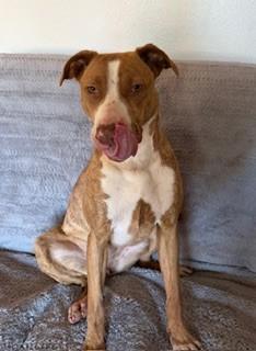 Enlarge Pink (Pinkalicious), a Adoptable Pit Bull Terrier in Reedsport, OR image 6/6