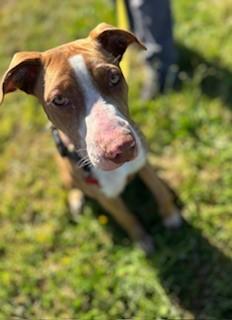 Enlarge Pink (Pinkalicious), a Adoptable Pit Bull Terrier in Reedsport, OR image 6/6