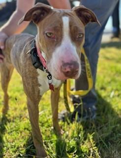 Pink (Pinkalicious), an adoptable Pit Bull Terrier in Reedsport, OR, 97467 | Photo Image 2