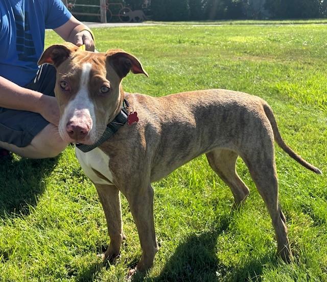 Enlarge Pink (Pinkalicious), a Adoptable Pit Bull Terrier in Reedsport, OR image 4/6