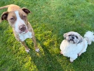Enlarge Pink (Pinkalicious), a Adoptable Pit Bull Terrier in Reedsport, OR image 2/6