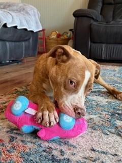 Enlarge Pink (Pinkalicious), a Adoptable Pit Bull Terrier in Reedsport, OR image 4/6