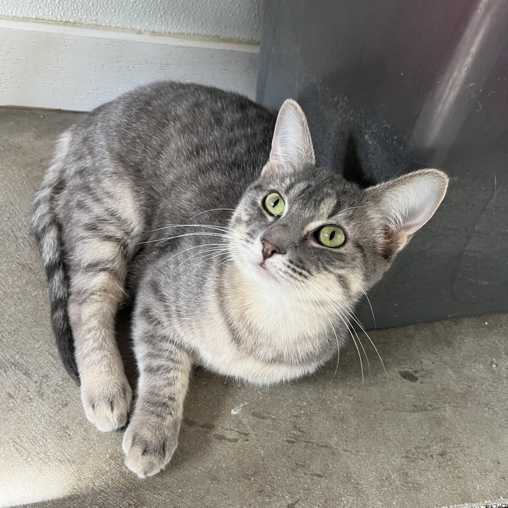 Juniper, Adoptable, Adult Female Domestic Short Hair & Domestic Short Hair.