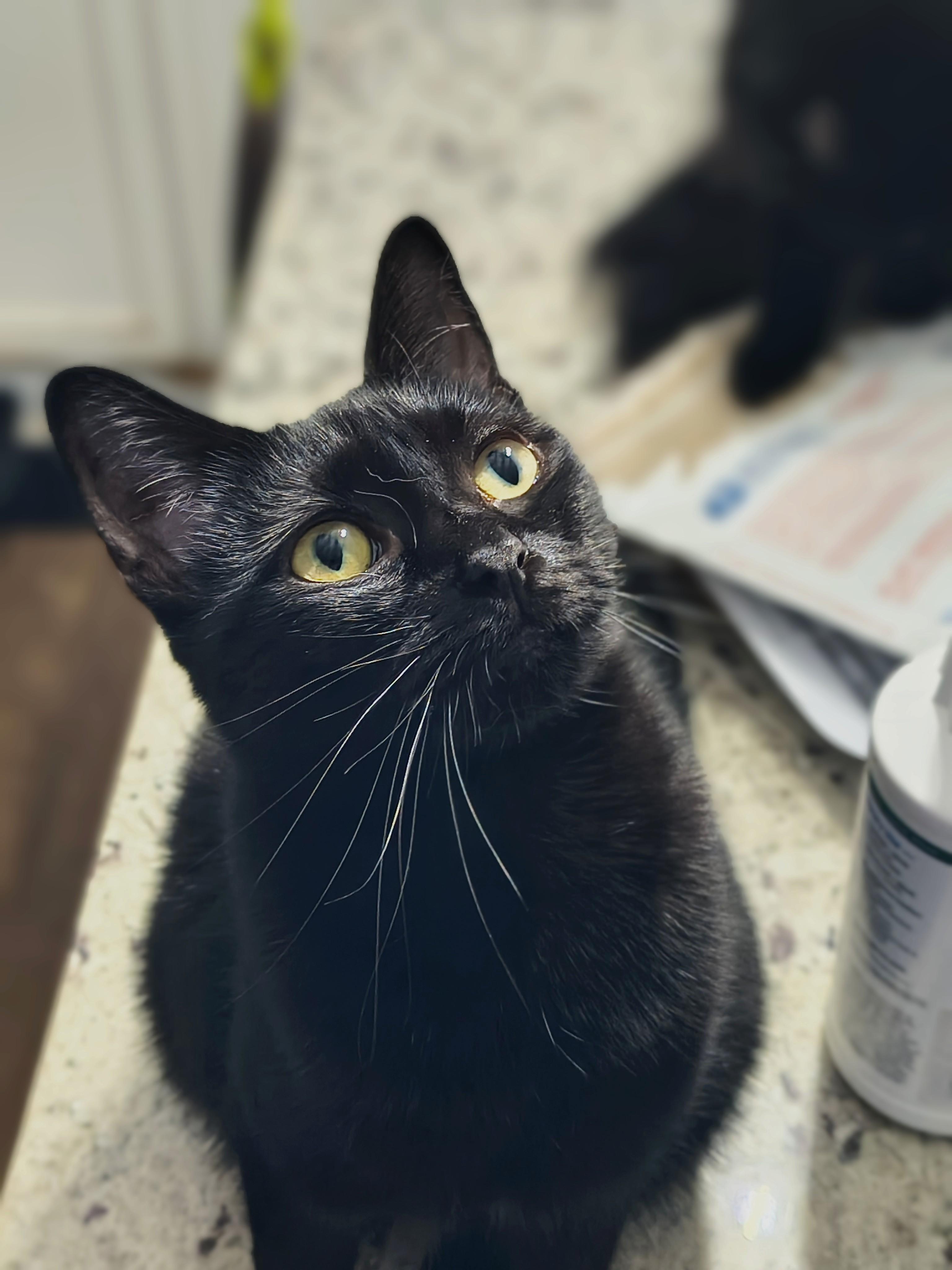Enlarge Gloria, a Adoptable Domestic Short Hair in Fuauay Varina, NC image 2/3