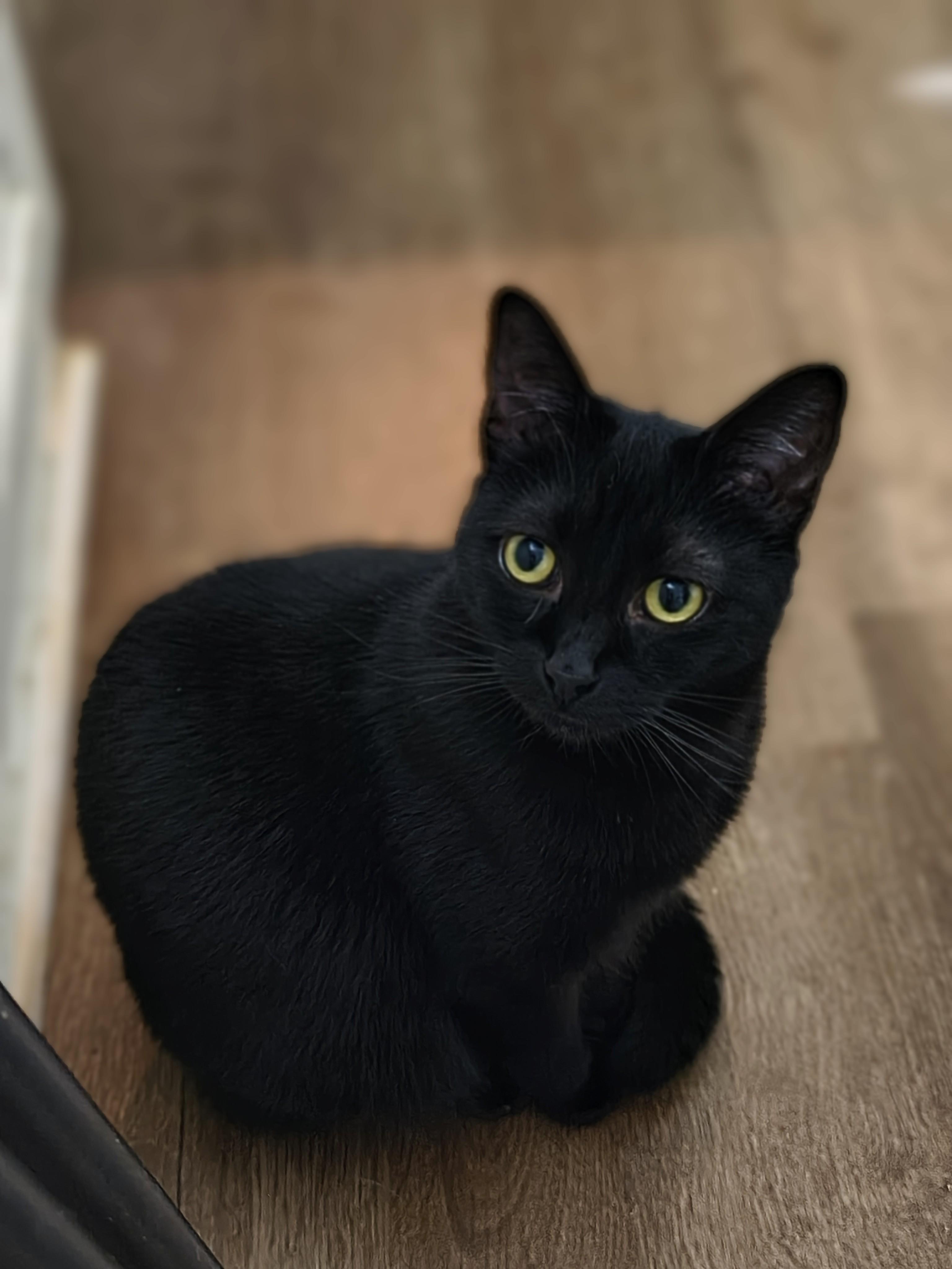 Enlarge Gloria, a Adoptable Domestic Short Hair in Fuauay Varina, NC image 3/3