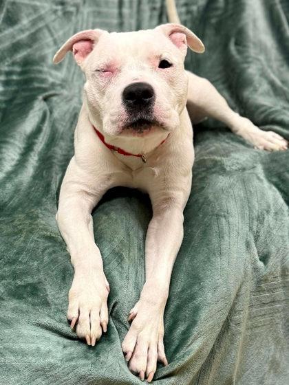 Sugar Plum (Dutchess)