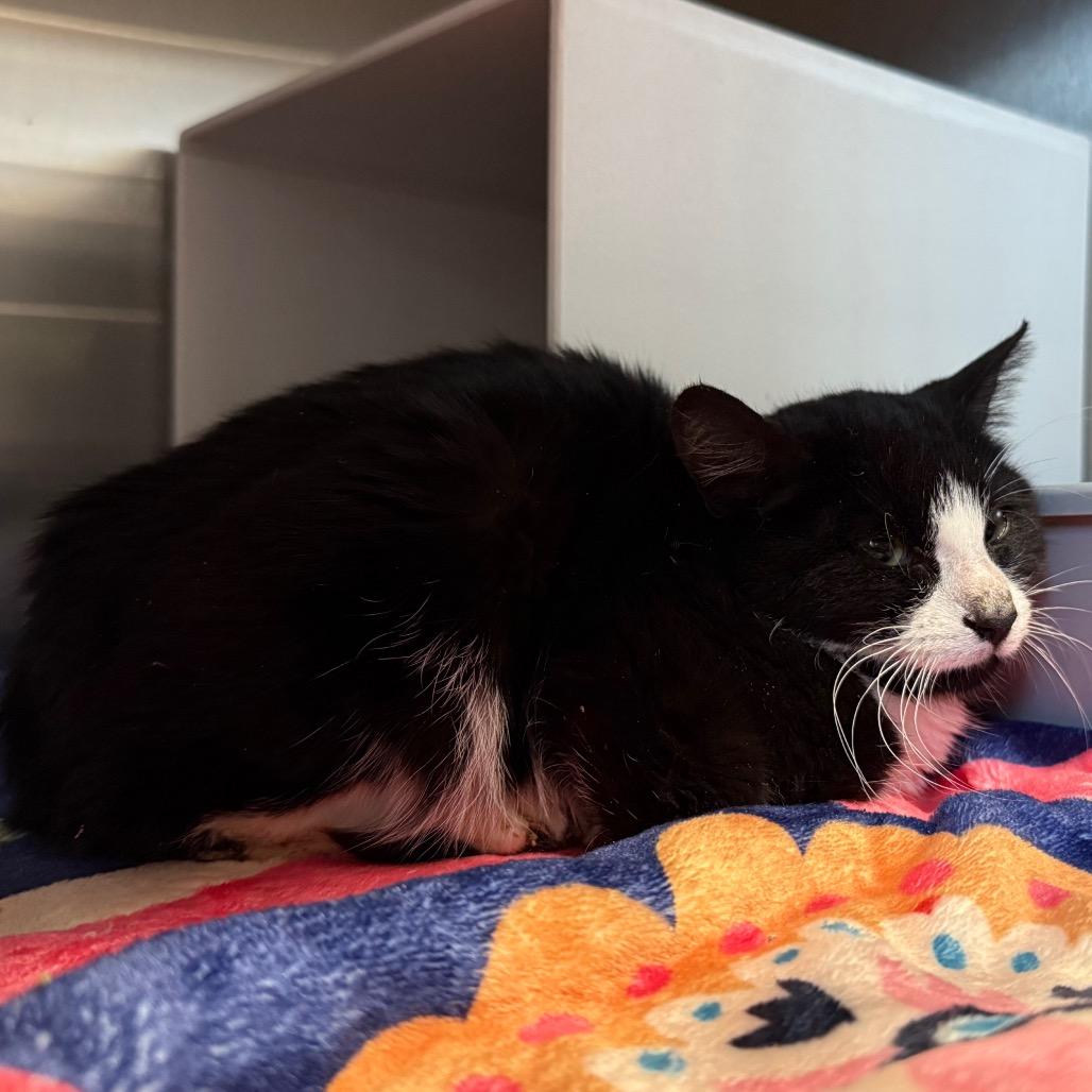 Enlarge Prisilla, a Adoptable Domestic Short Hair in Cedaredge, CO image 1/2