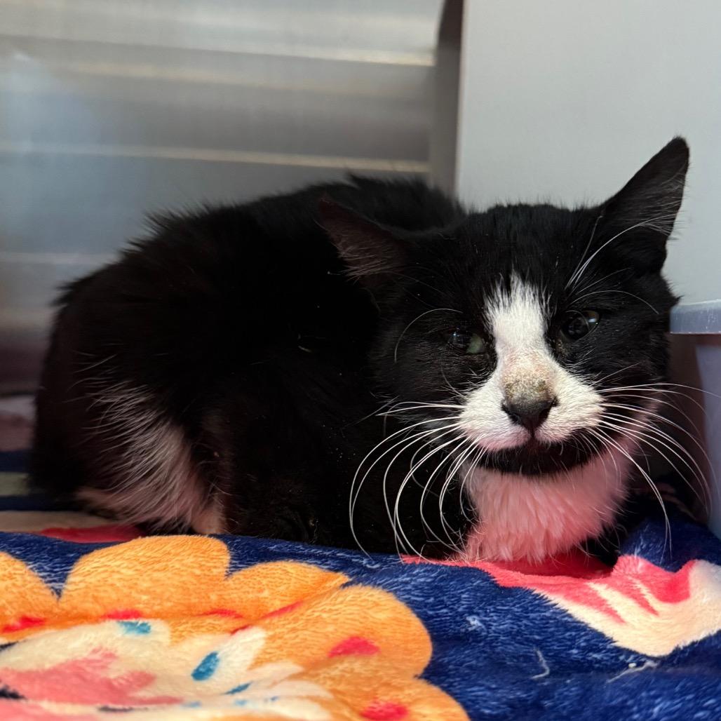 Enlarge Prisilla, a Adoptable Domestic Short Hair in Cedaredge, CO image 2/2