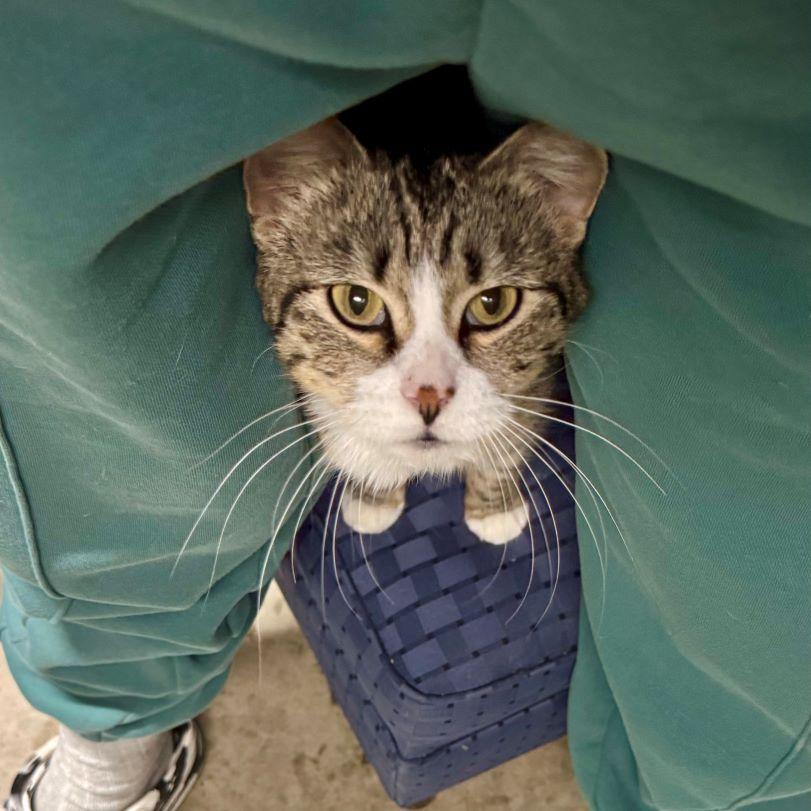 Enlarge Tippi, an adopted mixed breed in Tulsa, OK image 4/5