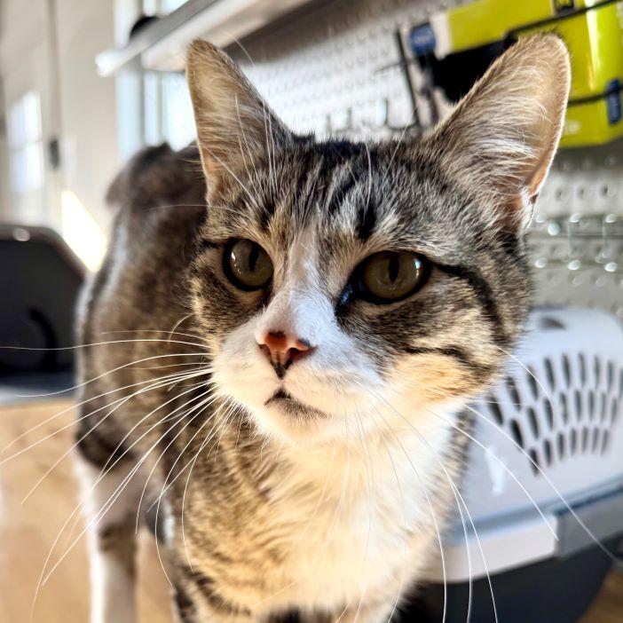 Tippi — thumbnail 3