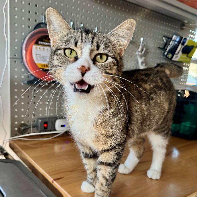 Enlarge Tippi, an adopted mixed breed in Tulsa, OK image 1/5