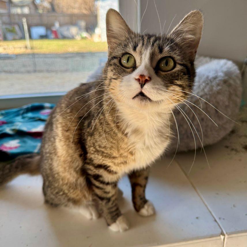 Tippi — thumbnail 5