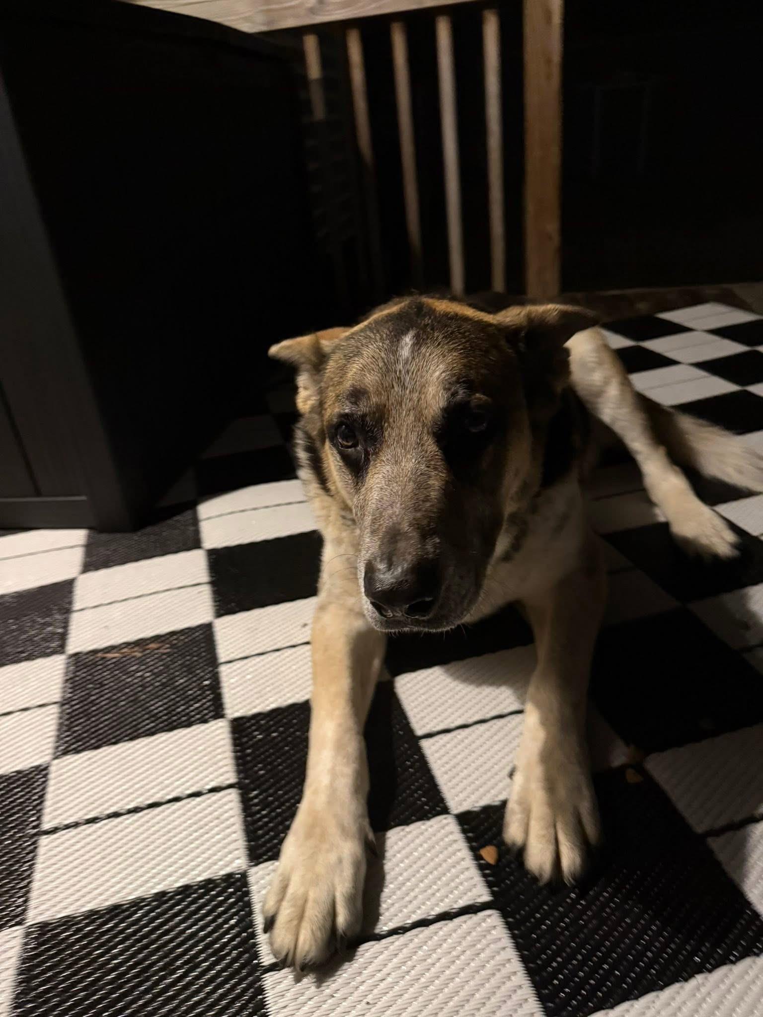 LUCKY — thumbnail 4