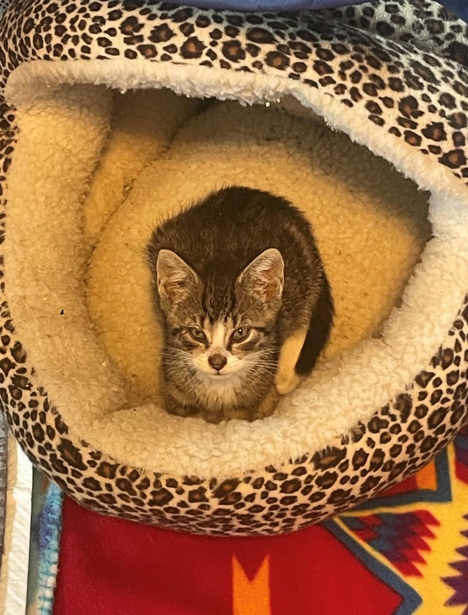 Echo, Baby Male Domestic Short Hair
