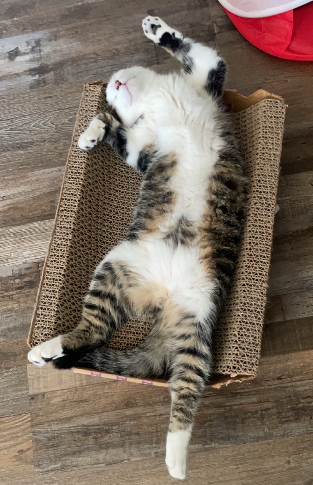 Enlarge Junior, a Adopted Domestic Short Hair in Northumberland, PA image 2/5