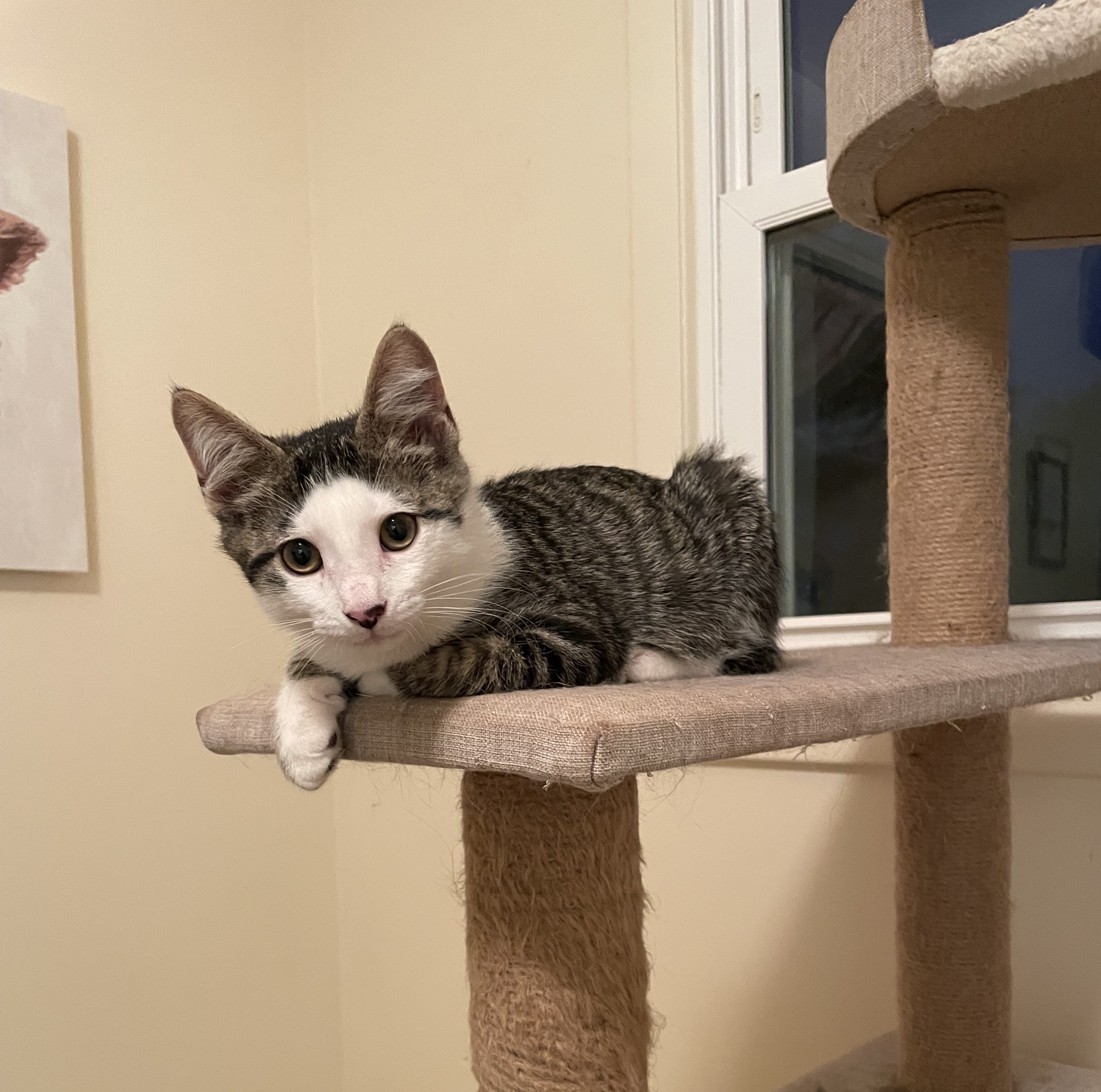 Enlarge Junior, a Adopted Domestic Short Hair in Northumberland, PA image 3/5