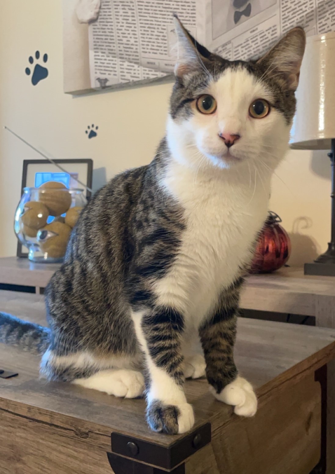 Enlarge Junior, a Adopted Domestic Short Hair in Northumberland, PA image 1/5