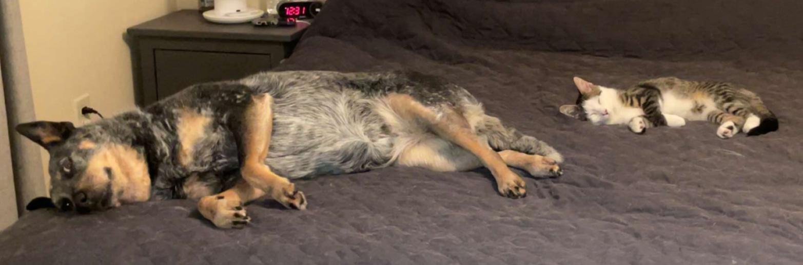 Enlarge Junior, a Adopted Domestic Short Hair in Northumberland, PA image 5/5