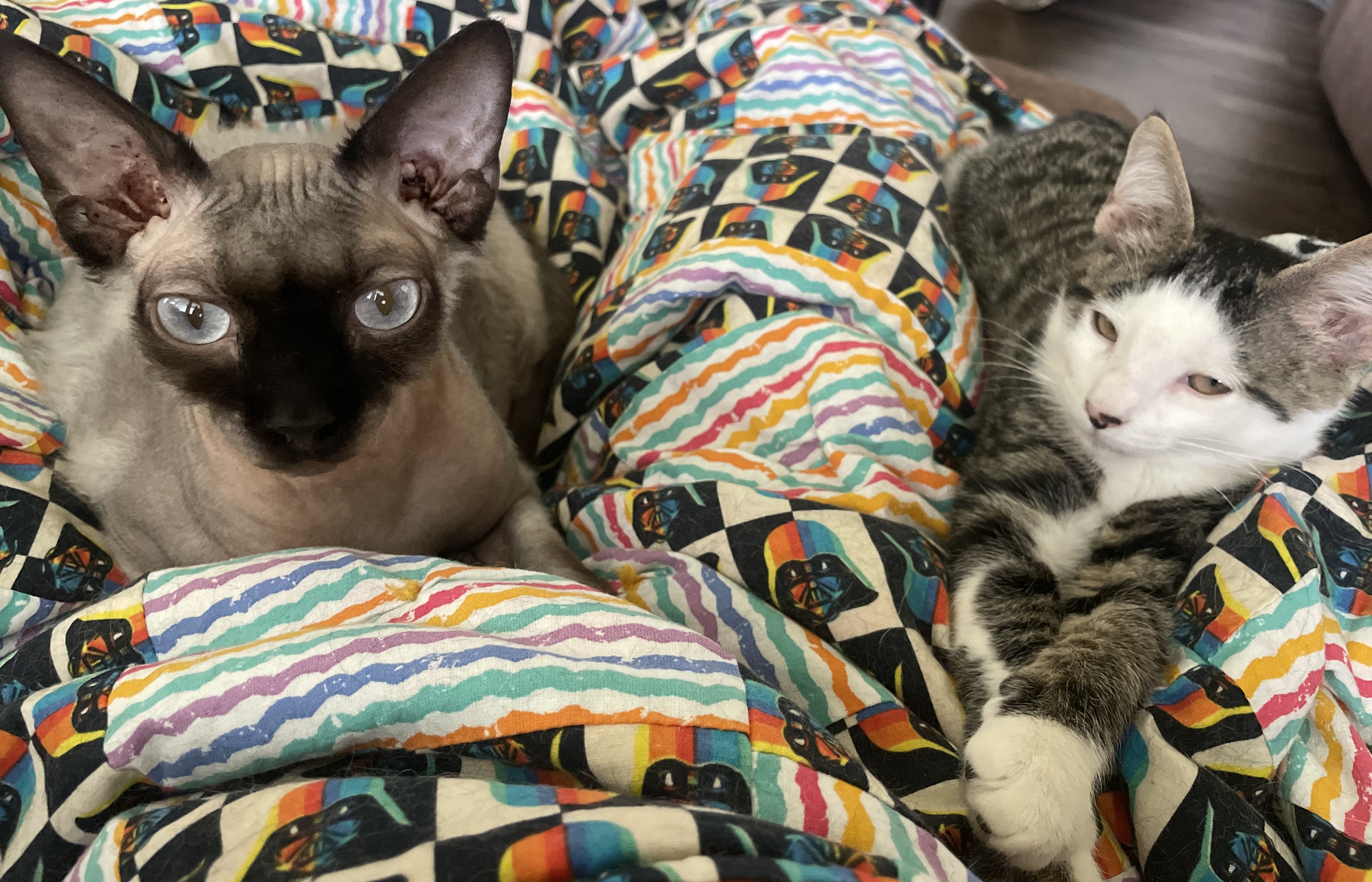 Enlarge Junior, a Adopted Domestic Short Hair in Northumberland, PA image 4/5