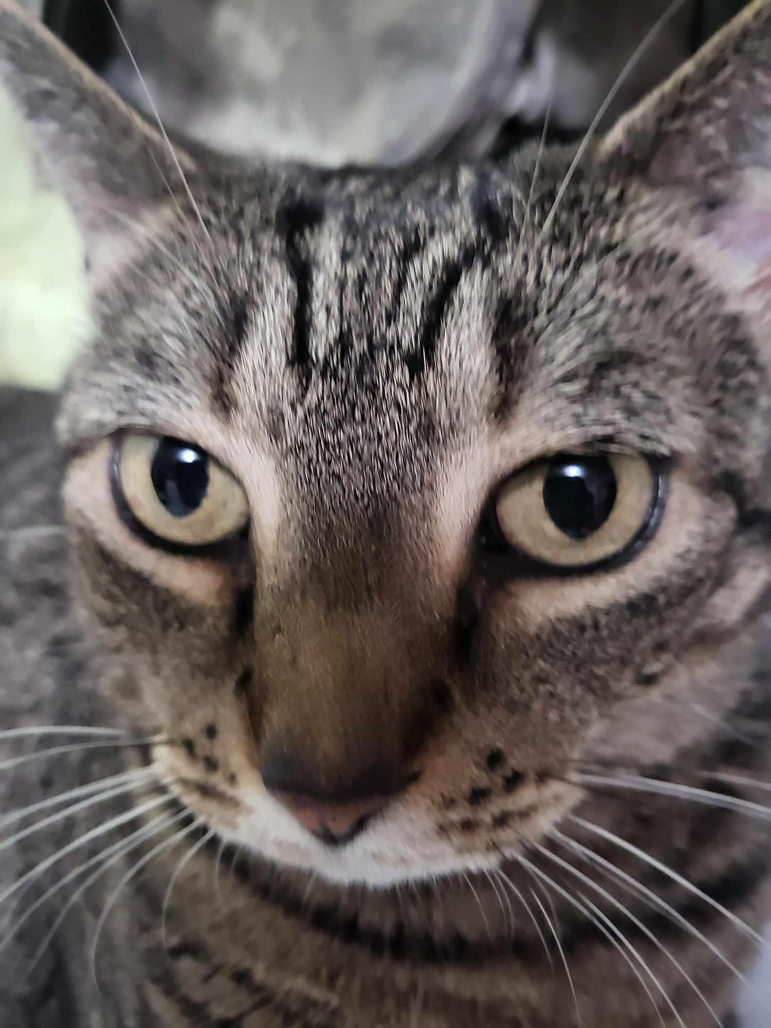 Spunky & Smokey, a Adoptable Domestic Short Hair in Little River, SC image 1/6