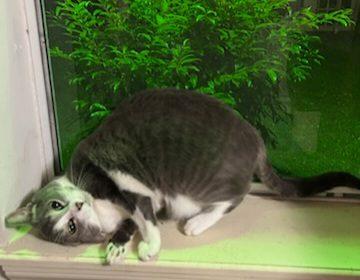 Spunky & Smokey, a Adoptable Domestic Short Hair in Little River, SC image 2/6