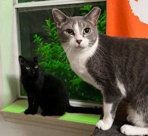 Spunky & Smokey, a Adoptable Domestic Short Hair in Little River, SC image 3/6