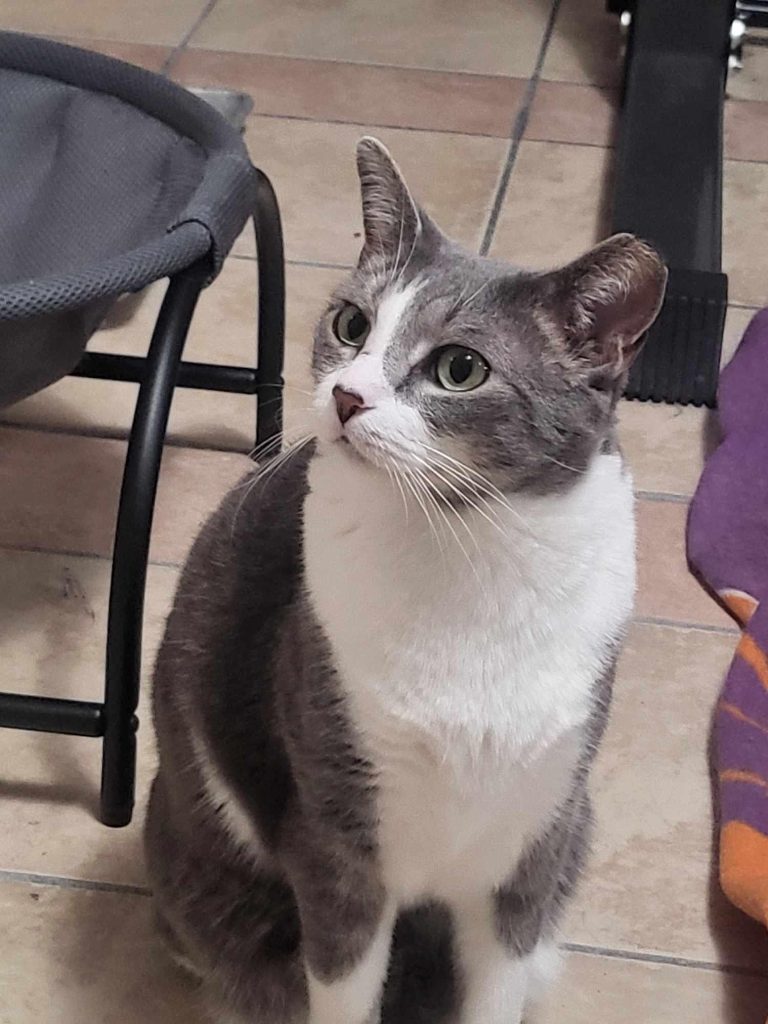 Spunky & Smokey, Adult Female Domestic Short Hair