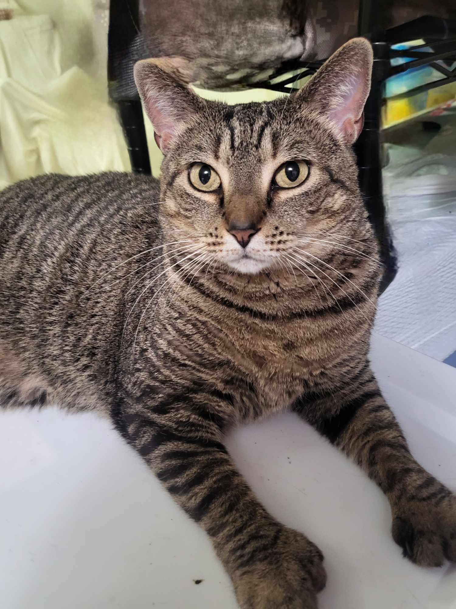 Spunky & Smokey, a Adoptable Domestic Short Hair in Little River, SC image 5/6