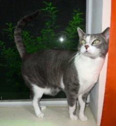 Spunky & Smokey, a Adoptable Domestic Short Hair in Little River, SC image 6/6