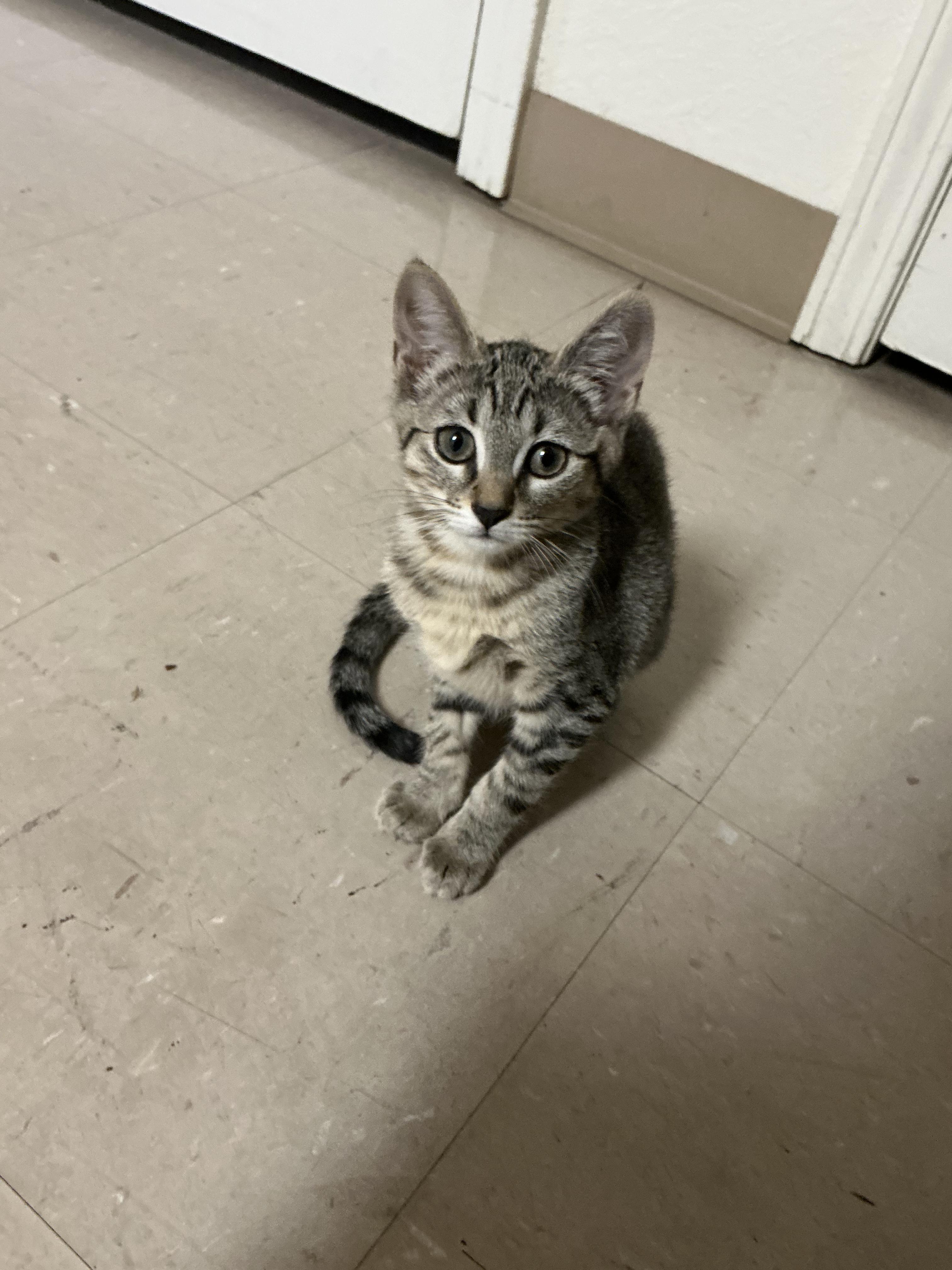 Fettuccine, adopted, Kitten Female Domestic Short Hair.