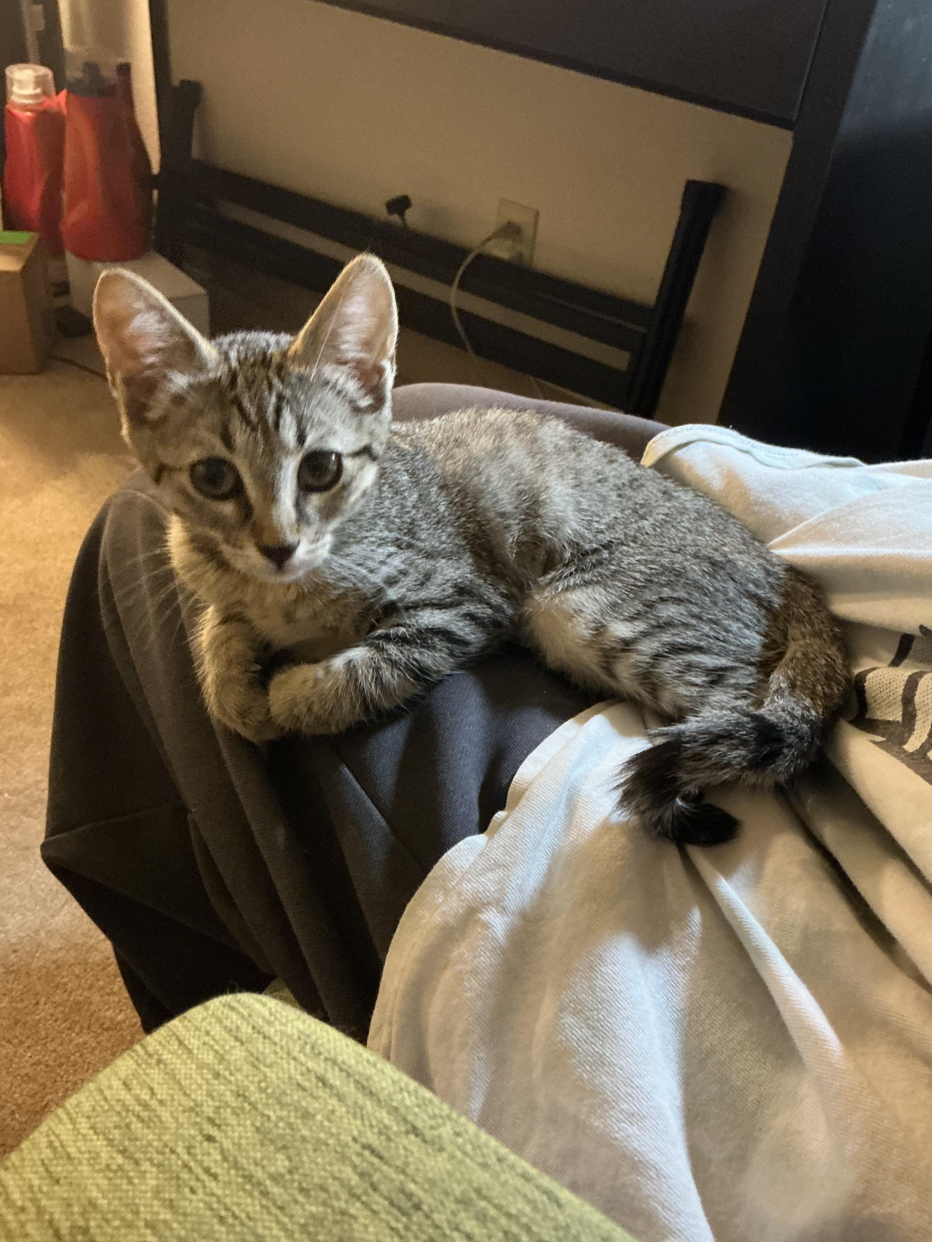 Fettuccine, an adopted Domestic Short Hair in Davis, CA image 4/5